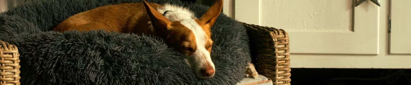 chien