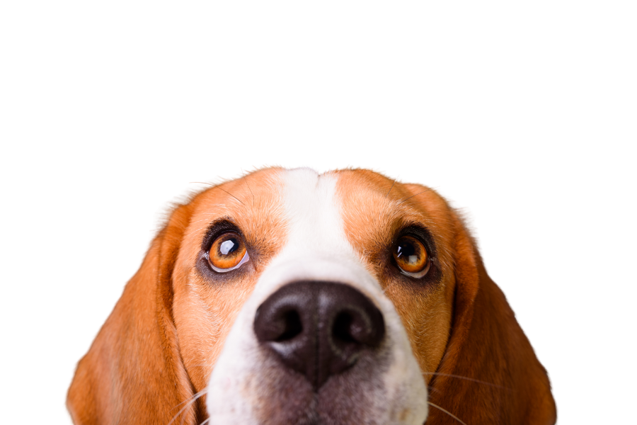 chien