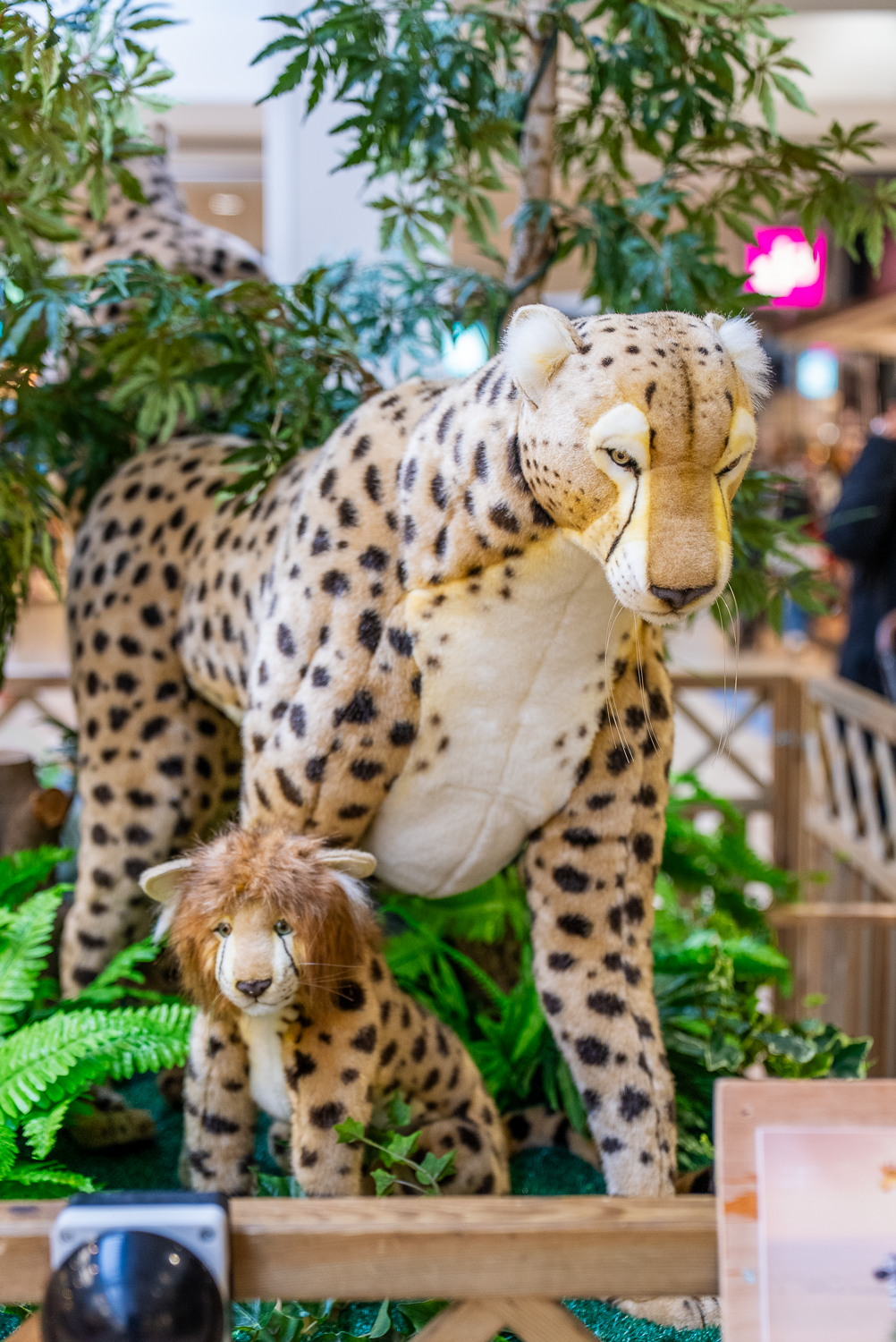safari tour