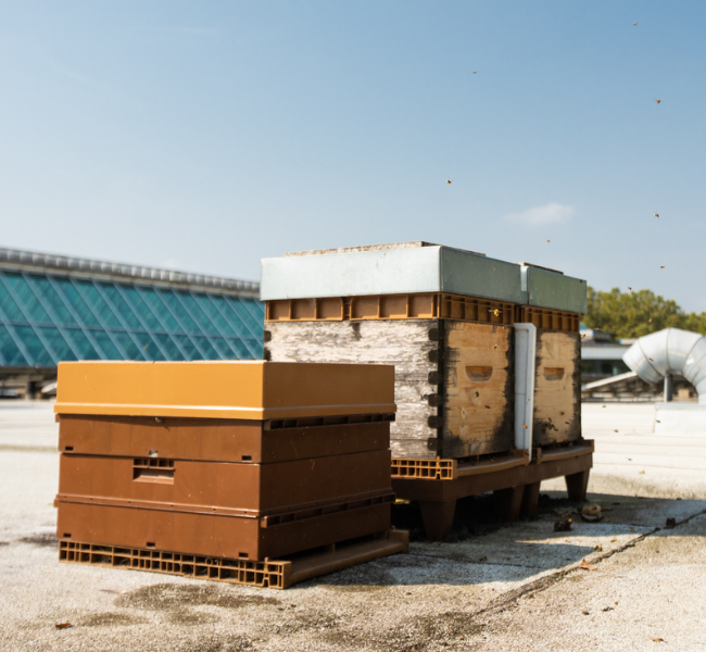 visite des ruches