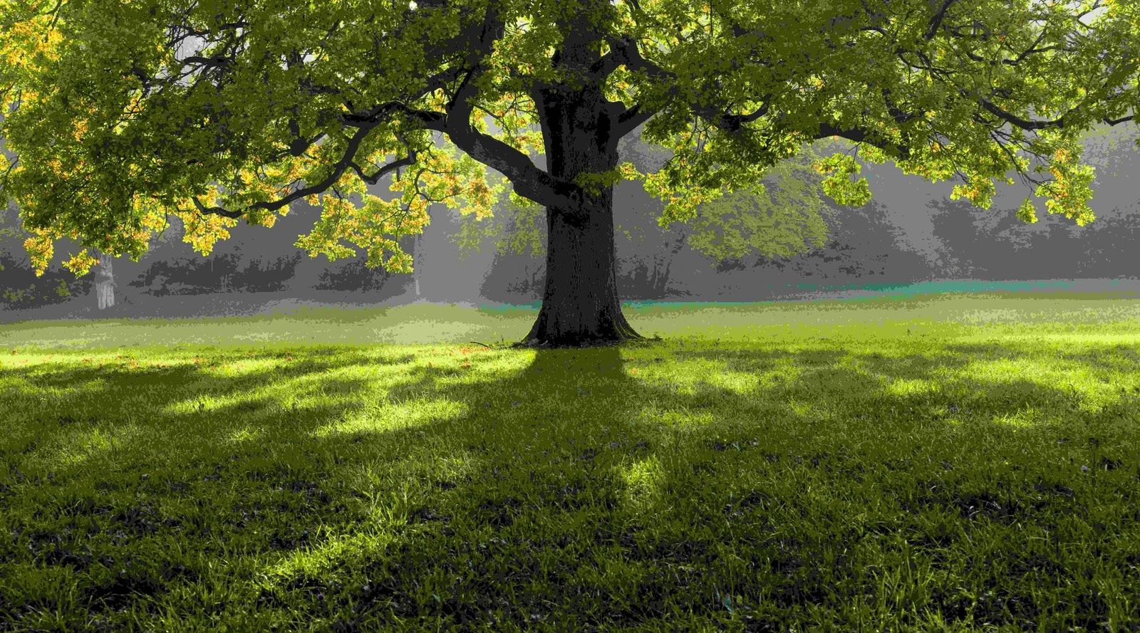 tree