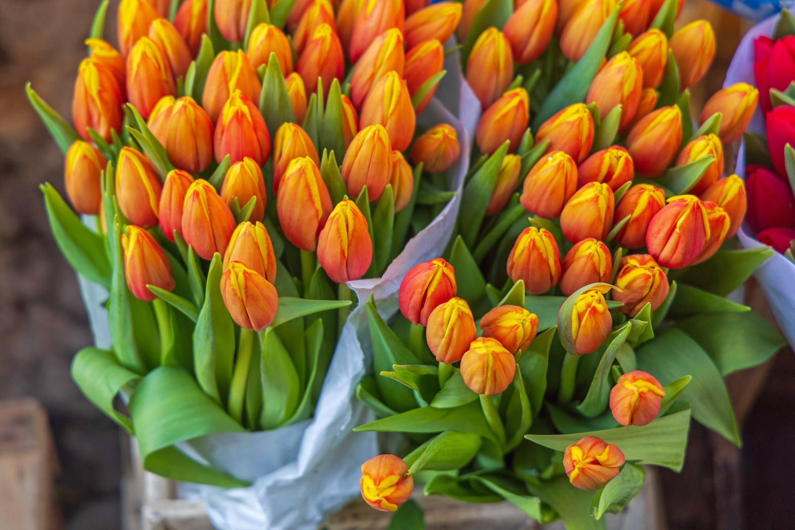 Koningsdag 2025